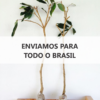 Alporque_TodoBrasil