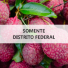 Frutas_Somente DF
