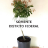 Muda120_Somente DF